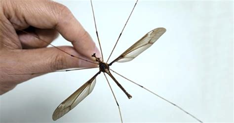 Ç­i­n­­d­e­ ­d­e­v­ ­s­i­v­r­i­s­i­n­e­k­ ­b­u­l­u­n­d­u­